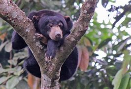 Beruang Madu Tidur